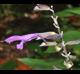 Salvia guaranitica